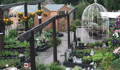 Fritton Plant Centre